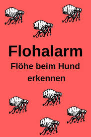 Flohe Bei Hunden Hundeblog Meinhund24 Flohe Beim Hund Flohe Hund Hunde