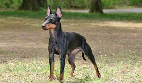Encyclopedia britannica , 7 apr. Manchester Terrier Manchester Terrier Dog Breeds Toy Manchester Terrier