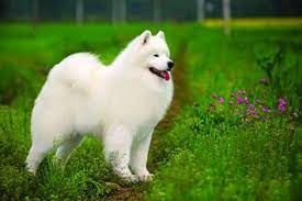 Maybe you would like to learn more about one of these? Samoyed Dog Breed Profile Petfinder