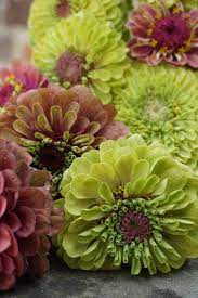 There is no other flower on the market quite like it. Zinnia Elegans Queen Lime Series Queen Red Lime Seeds 3 25 From Chiltern Seeds Chiltern Seeds Secure Online Seed Catalogue And Shop