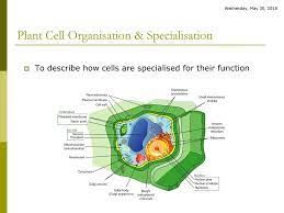 We did not find results for: Plant Cell Organisation Specialisation Ppt Download