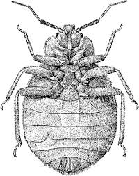 Image result for Cimex Lectularius L