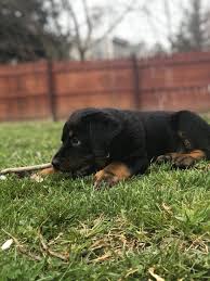 Today, he continues to serve in positions as a military dog and service dog. Just Adopted A Rottweiler Puppy No Name Yet But He Was The Runt Of The Litter Aww