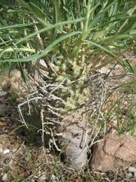 Image result for Euphorbia monteiroi