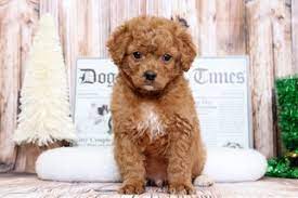Puppies are in very good health. View Ad Golden Retriever Poodle Toy Mix Puppy For Sale Near Maryland Bel Air Usa Adn 69496