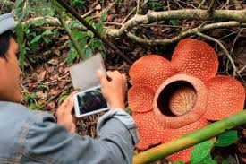 We did not find results for: Sejarah Penemuan Bunga Rafflesia Arnoldii Begini Ceritanya Halaman All Kompas Com