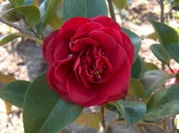 Camellia Japonica Mrs Charles Cobb U S 1942 Camellia House On A Hill Flowers