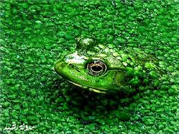 Image result for animal camouflage