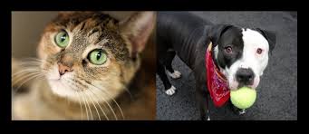 In nyc volunteers assist in the care of the dogs and cats housed in our shelter, help place them in loving. Nyc Pet Adoption Guide Animal Shelters For Dogs And Cats Cbs New York