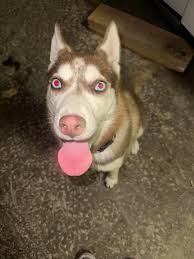 Found dog in Woodland Hills