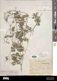 Image result for Rhynchosia sublobata