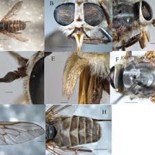 Image result for Panicum habrothrix