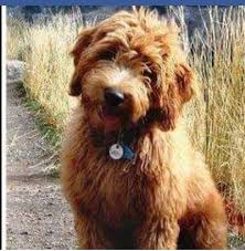 Long history of happy goldendoodle owners! Ohio Goldendoodle Puppies Home Facebook