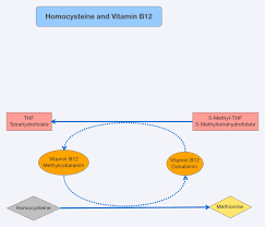 homocysteine and vitamin b12 dr schweikart