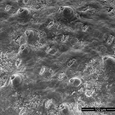 Image result for Chenolea