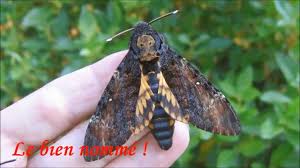 Peržiūrėti milions žodžius ir frazes visomis kalbomis. Les Androconies Du Sphinx Tete De Mort Exceptionnel Par Andre Lequet Www Insectes Net Fr Youtube