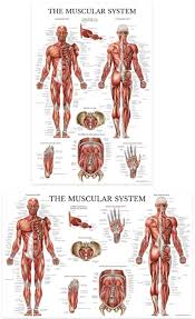 the muscular system anatomical chart laminated anatomy