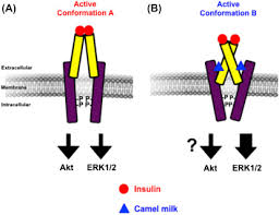 How do camels adapt to their environment? Nutraceutical Properties Of Camel Milk Sciencedirect