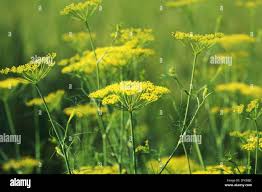 Image result for Anethum