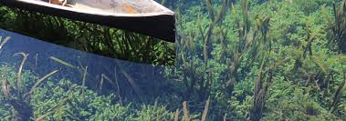The tank dimensions are 15.5 x 12.5 x 11.75. A Guide To Aquascaping The Planted Aquarium