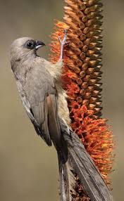Black Bird With White Stripes On Wings And Tail South Africa Pin On On Wings Of Love