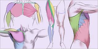 This highly illustrated reference book provides artists and art students with an understanding of human anatomy and diff. Muscles Of The Human Body Art Rocket