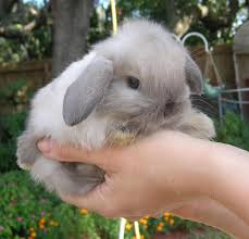 We provides online pets classifieds. Holland Lop Babies For Sale Dwarfs In Tampa Florida Hoobly Classifieds In 2020 Pet Bunny Rabbits Cute Bunny Pictures Cute Baby Bunnies