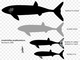 I've never seen an alpha version of this leedsichthys. Shark Fin Background Png Download 1024 766 Free Transparent Leedsichthys Png Download Cleanpng Kisspng
