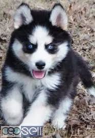 Whitney braley' service dog banner led her to a box of abandoned newborn kittens in the woods near their home in menlo, georgia. Siberian Husky Puppies For Adoption Delhi Free Classifieds
