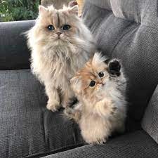 Cutest Cat Videos Cute Cat Gif Cute Cats And Dogs Cute Baby Cats