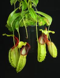 Image result for Nesaea spathulata