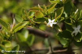 Image result for Carissa spinarum