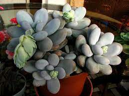 Pachyphytum Oviferum Moonstones World Of Succulents Succulents Planting Succulents Cacti And Succulents