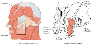 What organs are located in the belly? Axial Muscles Of The Head Neck And Back Anatomy And Physiology