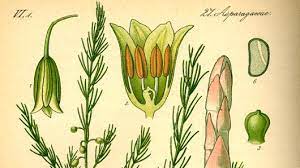Asparagus Officinalis L Colombian Plants Made Accessible