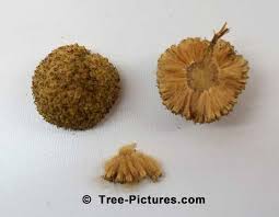 We did not find results for: Sycamore Fruit Identification Picture