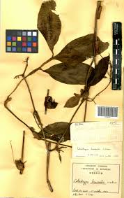 Image result for Coleotrype laurentii