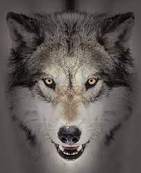 If You Love Wolves You Must Check The Link In Our Bio Exclusive Wolf Related Products On Sale For A Limited Ti Wolf Eyes Wolf Pictures Wolf Spirit Animal