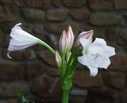 Image result for Crinum lugardiae