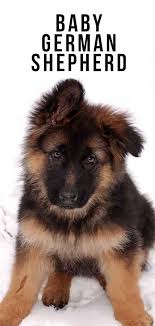 Look at pictures of german shepherd dog puppies who need a home. Baby German Shepherd How Your Tiny Puppy Will Grow