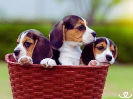 Image result for bígl