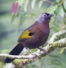 Chesnut Crowned Laughingthrush 2 Passaros Bonitos Passaros
