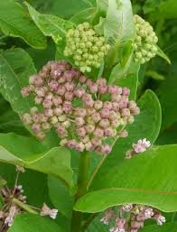Common Milkweed Asclepias Syriaca Identify That Plant In 2020 Milkweed Asclepias Foraging