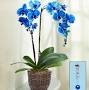 Blue Orchid from www.1800flowers.com