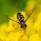 Protect Pollinators from the Effects of Climate Change — Lower Columbia Nature Network