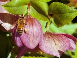 Check spelling or type a new query. Bee On Hellebore Macro Glendale Gardens And Woodland Va Flickr