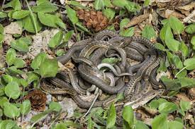 To help identify snake feces, it's important to recall a snake's diet. Mating Ball Of Garter Snakes Caught On Campus Colorado Arts And Sciences Magazine University Of Colorado Boulder
