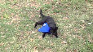 Bird Safe Cat Collar Australia Cat Bib Will It Stop Catty Killing Birds Youtube