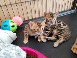 Dubai all cities (uae) abu dhabi. Friendly Bengal Kittens For Adoption Pets Rehoming Dubai City