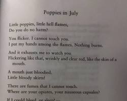 Image of poem Poppies in July